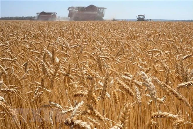 Một cánh đồng lúa mỳ tại Karpenkovo, Nga. (Ảnh: AFP/TTXVN)