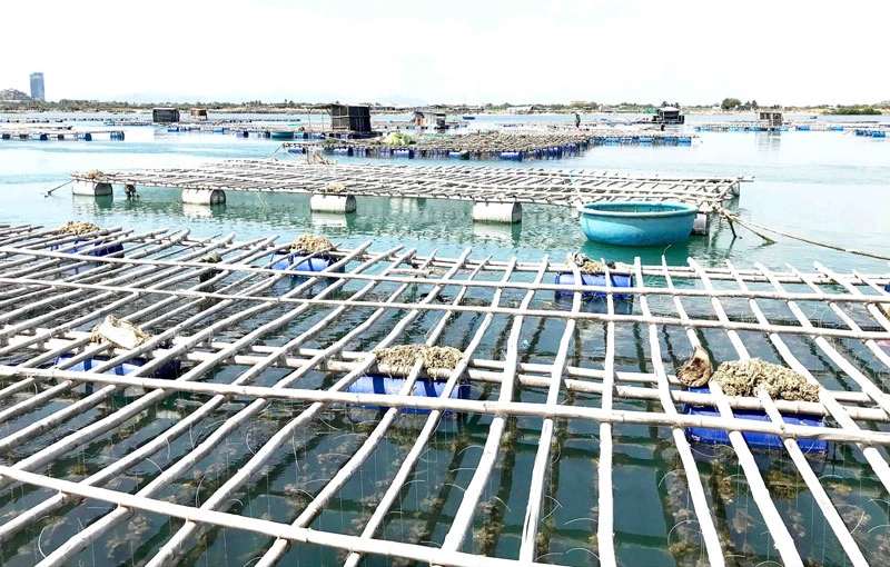 Vùng triều Đầm Nại, huyện Ninh Hải, tỉnh Ninh Thuận trở thành nơi nuôi hàu Thái Bình Dương với kỹ thuật treo dây thả nuôi trong lồng bè đạt hiệu quả cao. 
