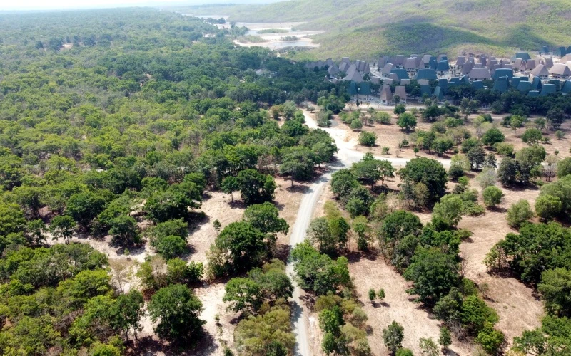 Một góc Dự án rừng dầu Hồng Liêm, huyện Hàm Thuận Bắc (Bình Thuận).