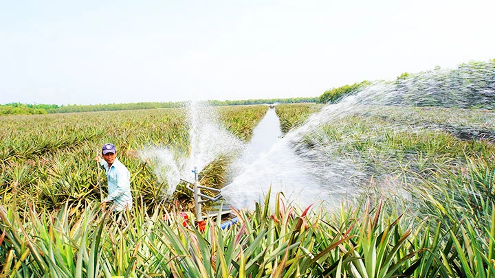 Vùng nguyên liệu khóm ven sông Vàm Cỏ Đông.