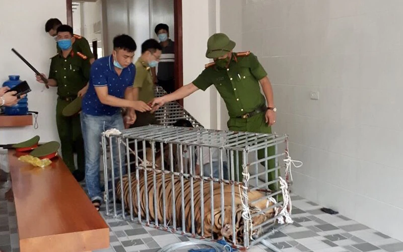 Thu giữ hổ nuôi trái phép tại xã Đô Thành, huyện Yên Thành (Nghệ An).