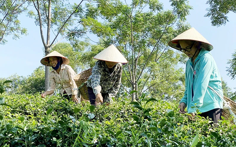 Hợp tác xã chè Cẩm Mỹ, huyện Thanh Sơn (Phú Thọ) tạo việc làm cho người lao động.