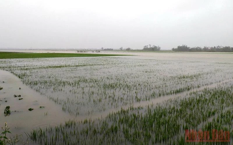 Nhiều diện tích lúa tại huyện Quảng Điền đang thời kỳ trổ bông, bị gãy đổ và ngập úng, hư hại.
