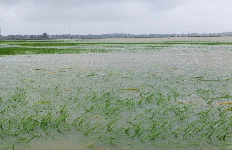 Lúa đông xuân ở xã Hồng Thủy, huyện Lệ Thủy bị ngập nước.
