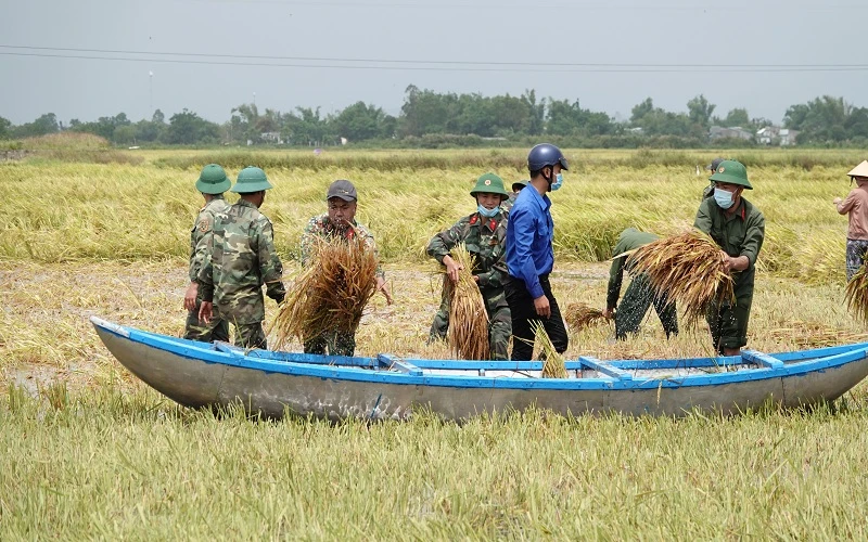 Bộ đội giúp dân thu hoạch lúa.