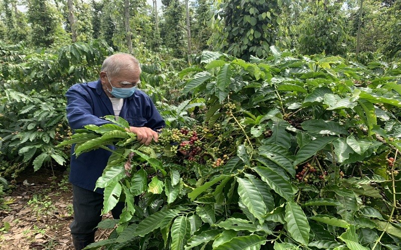 Người dân ở Đắk LắK kiểm tra sâu bệnh gây hại cho cây cà-phê. (Ảnh: Công Lý)