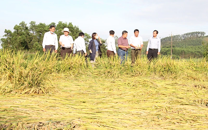 Lãnh đạo Cục Trồng trọt (Bộ Nông nghiệp và Phát triển nông thôn) và Sở Nông nghiệp và Phát triển nông thôn tỉnh Quảng Ngãi kiểm tra lúa bị đổ ngã ở huyện Sơn Tịnh.