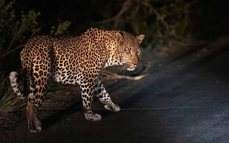 Một con báo đang di chuyển dọc theo con đường trong Vườn quốc gia Kruger ở Nam Phi. (Ảnh: Michele Spatari/AFP/Getty Images)