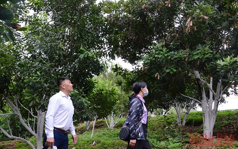 Vườn mắc-ca trên 5 năm tuổi, cho thu hoạch ổn định tại thành phố Điện Biên Phủ (Điện Biên).