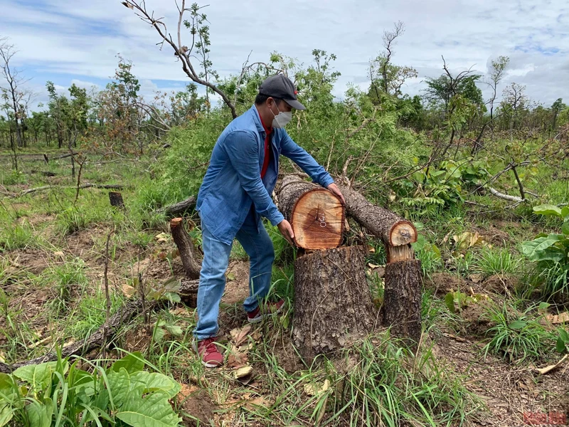 Hiện trường vụ phá rừng nghiêm trọng xảy ra tại Tiểu khu 205 xã Ya Tờ Mốt, huyện Ea Súp.