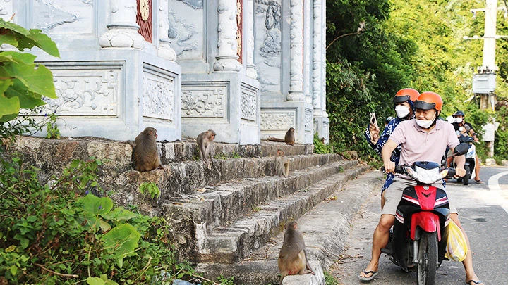 Cổng chùa Linh Ứng tập trung nhiều khỉ.