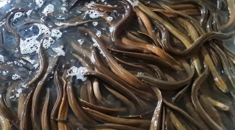 Lợi nhuận khủng từ nuôi lươn không bùn  VTC16  YouTube