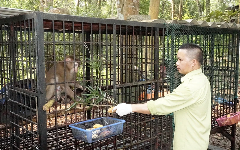 Bác sĩ thú y Nguyễn Tất Hà chăm sóc cá thể vượn tại Vườn quốc gia Pù Mát.