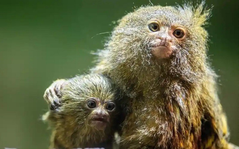 Khỉ lùn pygmy marmoset, loài khỉ nhỏ nhất thế giới, là một trong những loài nguy cấp đang bị buôn bán trái phép trên Facebook. (Ảnh: EPA)