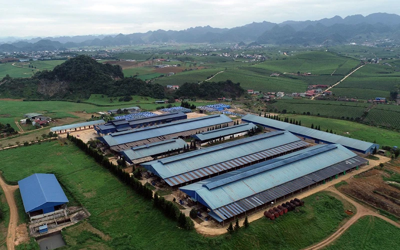 Sơn La đã hình thành được khu chăn nuôi bò sữa chất lượng cao tại cao nguyên Mộc Châu. 