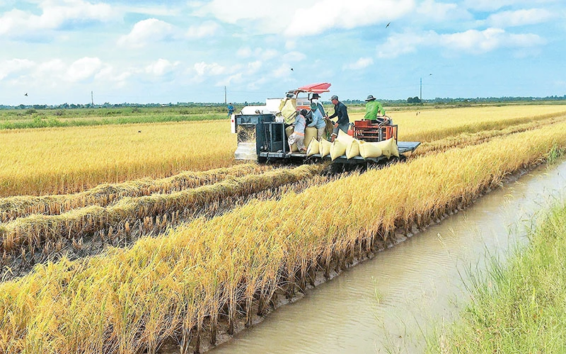 Thu hoạch lúa hữu cơ tại Hợp tác xã dịch vụ nông nghiệp và thủy sản Ông Muộn, xã Lý Văn Lâm, thành phố Cà Mau, tỉnh Cà Mau. 