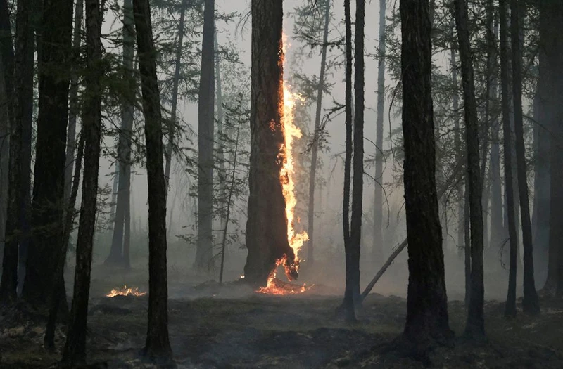 Cây bốc cháy trong trận cháy rừng gần làng Taastaakh ở vùng Yakutia, Nga ngày 11/8/2021. Ảnh: Reuters.