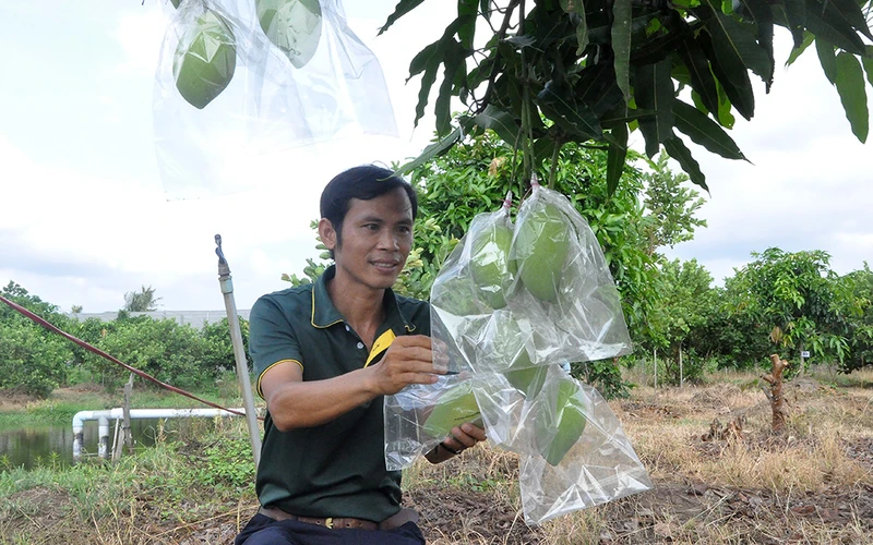 Giống xoài Cát Lộc được trồng thử nghiệm tại Viện Cây ăn quả miền nam. 