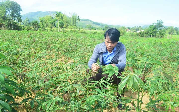 Vụ sắn năm nay, gần như toàn bộ diện tích sắn ở huyện Sơn Hà (Quảng Ngãi) bị nhiễm bệnh nặng.