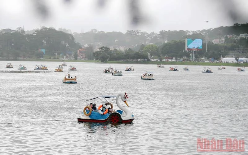 Du ngoạn thiên nga trên hồ Xuân Hương trong mưa bay.