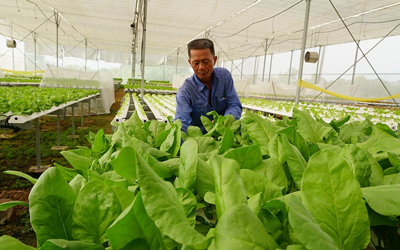 Mô hình trồng rau thủy canh trong nhà lưới tại phường 7, thành phố Tân An (Long An) mang lại hiệu quả kinh tế cao. 