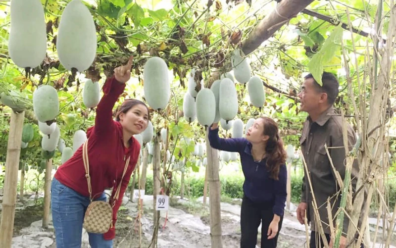 Sản phẩm OCOP bí xanh thơm được mở hướng phát triển gắn với du lịch. Trong ảnh: Một vườn bí xanh thơm tại xã Yến Dương, huyện Ba Bể. (Ảnh: Hương Dịu)