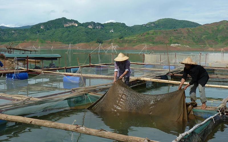 Gia đình anh Lò Văn Khặn ở Sơn La được vay vốn để nuôi cá bè. Ảnh: THU THẢO