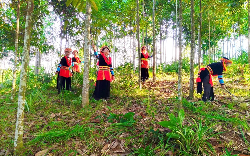 Đồng bào Dao thôn Tân Thành, xã Nông Thượng, thành phố Bắc Kạn, tỉnh Bắc Kạn chăm sóc cây quế.