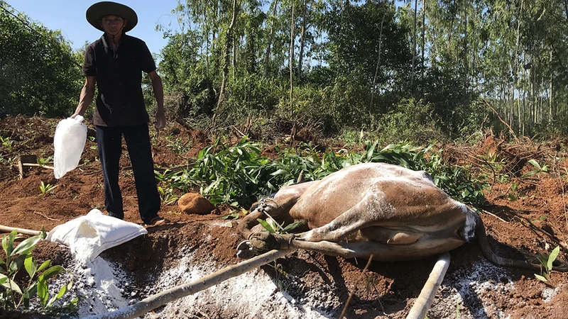 Dịch bệnh nguy hiểm trên gia súc, gia cầm phát sinh và lây lan gây thiệt hại nặng cho người chăn nuôi ở Quảng Ngãi.