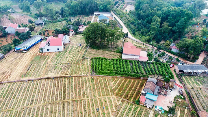 Vùng trồng sâm nam núi Dành tập trung tại hai xã Việt Lập và Liên Chung.