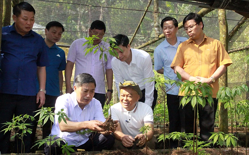 Đồng chí Nguyễn Hữu Đông (bên trái, hàng ngồi) cùng đoàn công tác của tỉnh Sơn La kiểm tra việc trồng cây sâm Ngọc Linh tại bản Sam Ta, xã Chiềng Chung, huyện Mai Sơn.