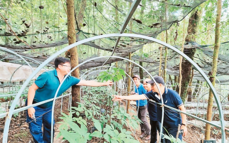 Thành viên Hiệp hội Doanh nghiệp Lai Châu tham quan mô hình trồng sâm Lai Châu tại huyện Phong Thổ.