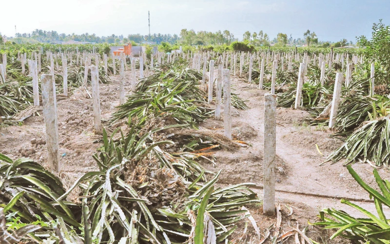 Vườn thanh long ở xã Hàm Chính, huyện Hàm Thuận Bắc (Bình Thuận) bị chặt bỏ.