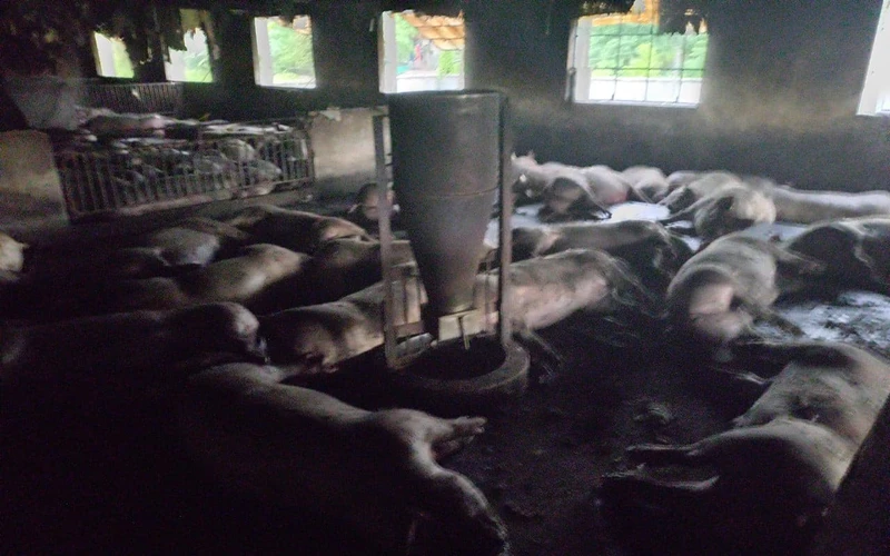 Trang trại lợn có hơn 200 con ở huyện Hưng Hà (tỉnh Thái Bình) bị chết do sét đánh (Ảnh: Trạm Chăn nuôi Thú y huyện Hưng Hà cung cấp)