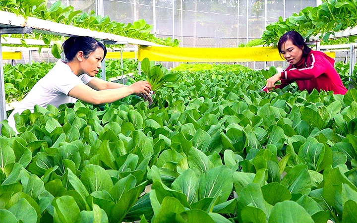 Chăm sóc rau trồng theo phương pháp thủy canh tại HTX sản xuất rau an toàn Tiến Phát, xã Vũ Hòa, huyện Đức Linh (Bình Thuận). (Ảnh ĐÌNH CHÂU)