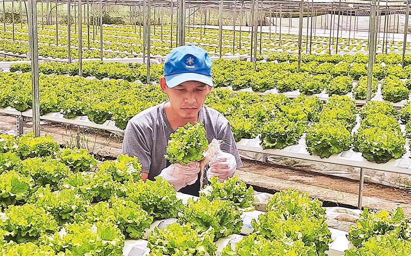 Nông dân huyện Củ Chi trồng rau thủy canh ứng dụng công nghệ cao. 