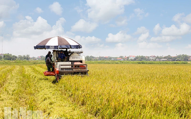 Ảnh minh họa: Thu hoạch lúa mùa tại xã Tràng An, Bình Lục, Hà Nam. (Ảnh: Báo Hà Nam)
