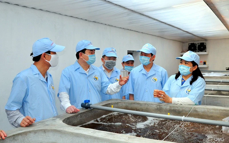 Trong những năm gần đây, Việt Nam đạt được nhiều thành tựu nổi bật trong nghiên cứu, sản xuất giống thủy sản. Ảnh: VIỆT HOA