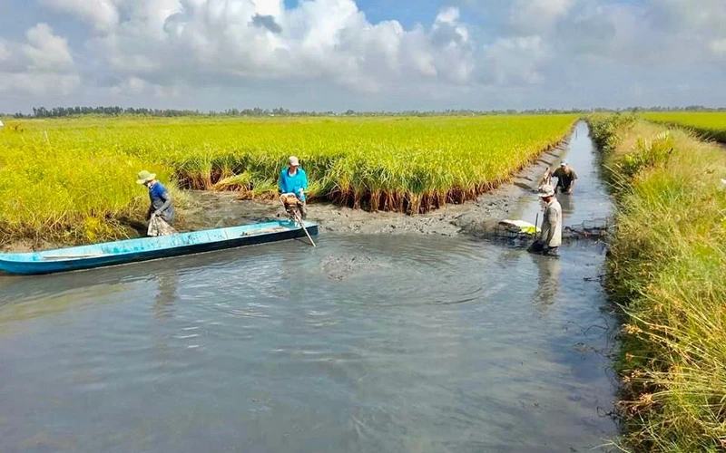 Mô hình tôm-lúa mang lại hiệu quả kinh tế cao cho người dân vùng đồng bằng sông Cửu Long. 