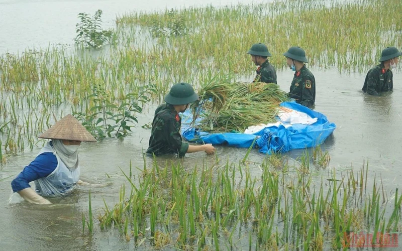 Cán bộ, chiến sĩ Tiểu đoàn đặc công 19, Quân khu 2 giúp người dân xã Bình Phú, huyện Phù Ninh hỗ trợ người dân thu hoạch diện tích lúa bị ngập úng. 