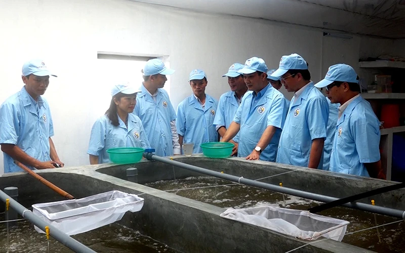 Bể nuôi tôm giống bằng công nghệ cao của Công ty TNHH Việt Úc Quảng Ninh ở huyện Đầm Hà (Quảng Ninh).