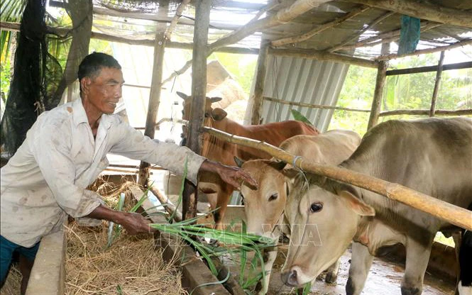 Ảnh minh họa: Nông dân Khmer ở Vĩnh Long chăm sóc bò từ nguồn vốn vay của địa phương. (Nguồn: TTXVN)