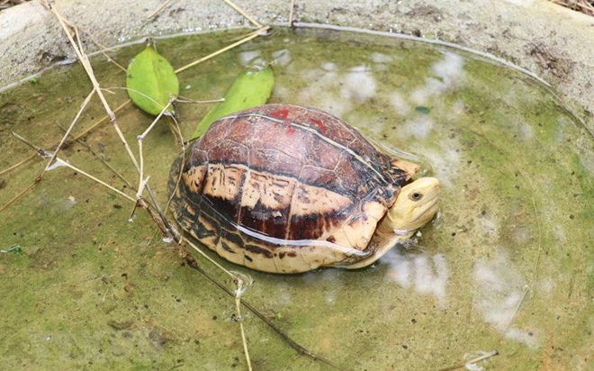 Một cá thể rùa tại khu cách ly của Trung tâm cứu hộ, bảo tồn và phát triển sinh vật Cúc Phương thuộc Vườn Quốc gia Cúc Phương ở huyện Nho Quan, tỉnh Ninh Bình. (Ảnh: Đức Phương/TTXVN)