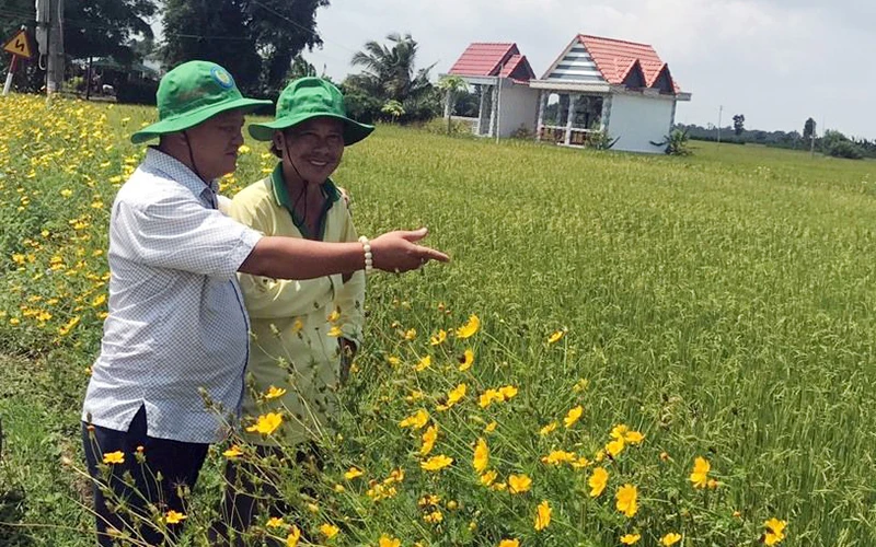 Sản xuất lúa hữu cơ tại huyện Gò Công Tây, tỉnh Tiền Giang.