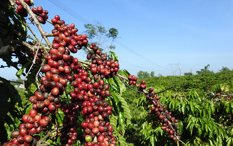 Giá cà-phê Arabica tăng mạnh hơn 6% trong tuần qua
