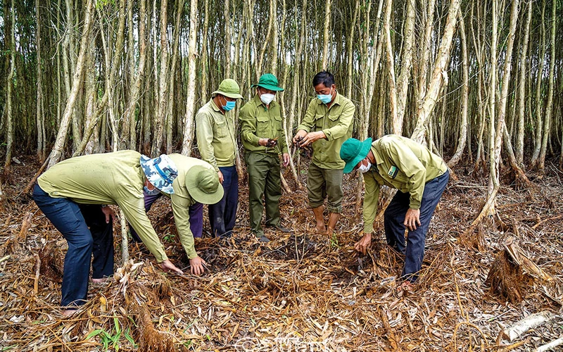 Công ty TNHH MTV Lâm nghiệp U Minh Hạ kiểm tra mức độ khô hạn trên lâm phần rừng tràm U Minh Hạ. (Ảnh: Báo Cà Mau)