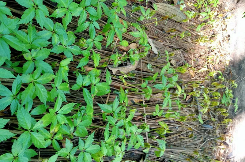 Sâm Ngọc Linh gần 1 năm tuổi, trồng trên địa bàn huyện Tu Mơ Rông bị hư hại, chết rạp.