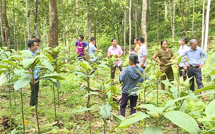 Trồng cây khôi nhung góp phần tăng thu nhập cho người dân xã Hùng Mỹ, huyện Chiêm Hóa, Tuyên Quang.
