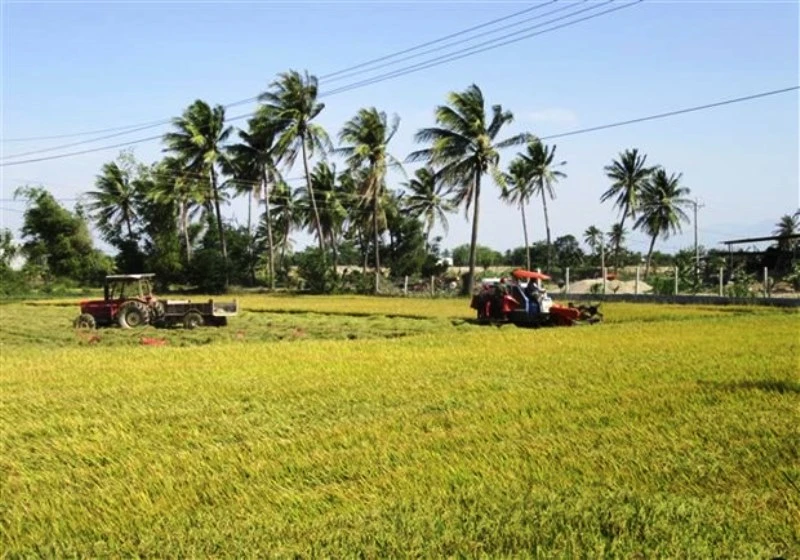 Thu hoạch lúa ở xã An Hải, huyện Ninh Phước (Ninh Thuận). (Ảnh: Nguyễn Thành/TTXVN)