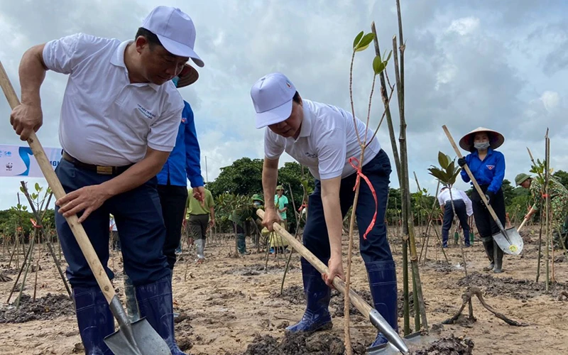 Trồng cây tại rừng ngập mặn Đồng Rui, huyện Tiên Yên (tỉnh Quảng Ninh) hưởng ứng Ngày Môi trường thế giới.